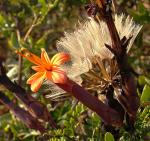 : - Mutisia acuminata