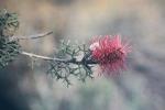 : - Grevillea paradoxa