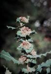 : - Hakea amplexicaulis