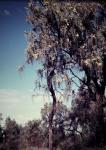 : - Hakea lorea