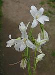 : - Nothoscordum bivalve var. bivalve