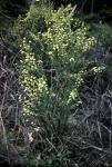 : - Leionema rotundifolium