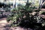 : - Eriostemon difformis