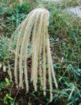 : - Paspalum saccharoides