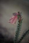 : - Pimelea physodes