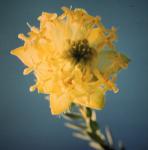 : - Pimelea sulphurea