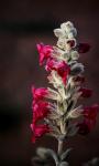 : - Pityrodia axillaris