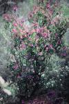 : - Prostanthera hindii