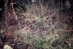 : - Prostanthera parvifolia
