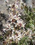 : - Proustia cuneifolia