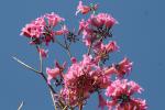 : - Handroanthus impetiginosum
