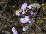 : - Utricularia dichotoma