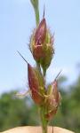 : - Alloteropsis semialata