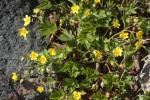 Gelapptblättrige Waldsteinie - Waldsteinia geoides