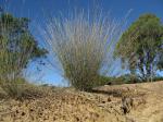 : - Aristida ramosa