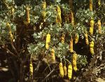 : - Senna arnottiana