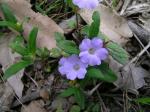 : - Brunoniella australis