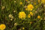 : - Calotis lappulacea