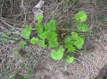 Indischer Wassernabel - Centella asiatica