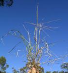 : - Enteropogon acicularis
