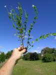 : - Epilobium billardierianum subsp. hydrophilum