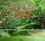 : - Aechmea tillandsioides