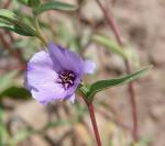 : - Clarkia tenella