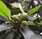 : - Clusia octopetala
