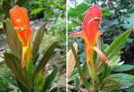 : - Columnea lepidocaulis