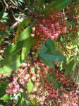 : - Comarostaphylis discolor