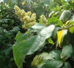 : - Cyathula achyranthoides
