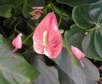 Große Flamingoblume - Anthurium andraeanum