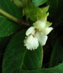 : - Drymonia serrulata