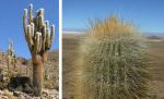 : - Echinopsis atacamensis