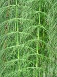 : - Equisetum myriochaetum