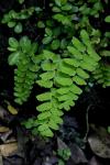 : - Adiantum philippense
