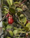 :-Agapetes hosseana