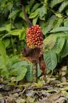 Knollenwurz-Amorphophallus bulbifer