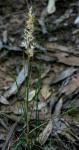 : - Rytidosperma linkii