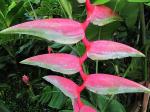 :-Heliconia chartacea