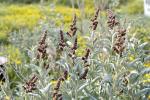 : - Atriplex cinerea