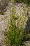 : - Bulbine semibarbata