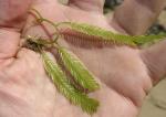 Killeralge - Caulerpa taxifolia
