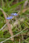 : - Chamaescilla corymbosa