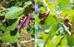 Blauer Veilchenstrauch
- Iochroma cyaneum