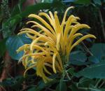 Gelbe Jacobinia - Justicia aurea