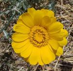 : - Baileya multiradiata