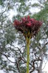 : - Doryanthes excelsa