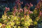 : - Echeveria pallida