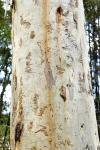 : - Eucalyptus signata